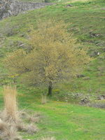 Baum mit gelben Blüten Türkei Pamukkale